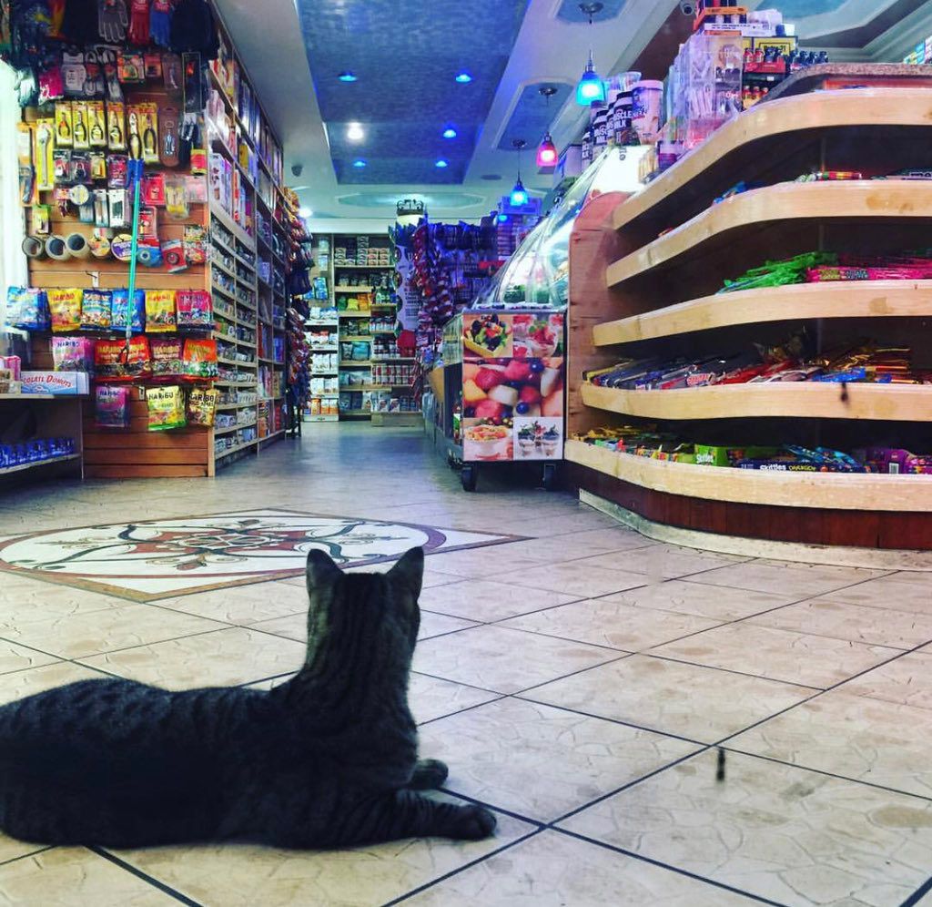 This vigilant cat intends to keep the aisles clear for shopping.<br>(Shawn Chittle)